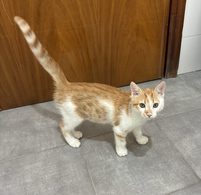 Regalo bellissimo gattino maschio