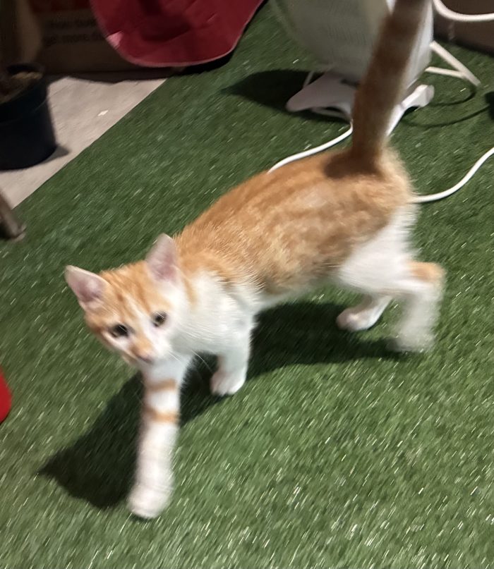 Regalo bellissimo gattino maschio