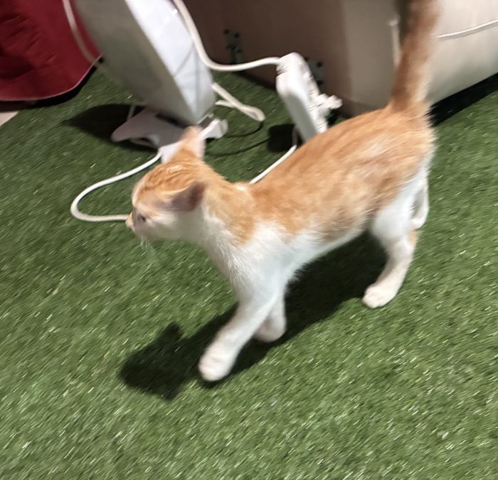 Regalo bellissimo gattino maschio