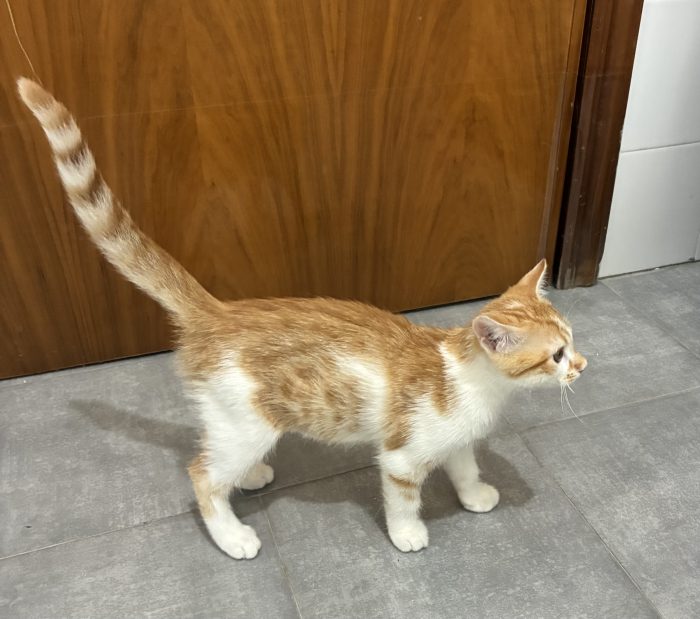 Regalo bellissimo gattino maschio - media 4