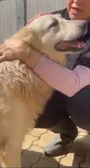 Thor mix Maremmano/Golden 7ANNI ENTRATO A 3MESI IN CANILE.CALABRIA