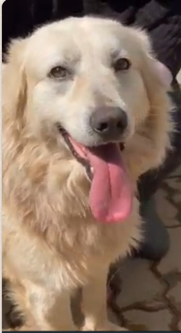 Thor mix Maremmano/Golden 7ANNI ENTRATO A 3MESI IN CANILE.CALABRIA