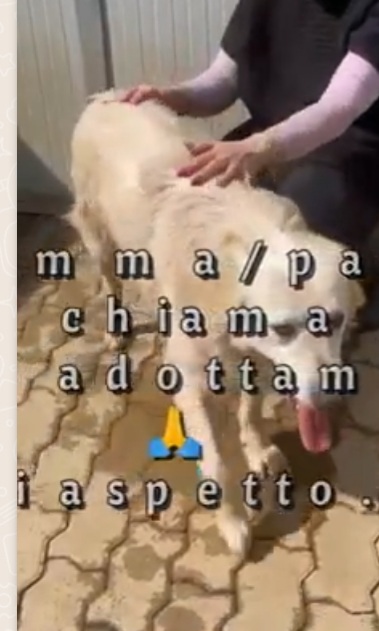 Thor mix Maremmano/Golden 7ANNI ENTRATO A 3MESI IN CANILE.CALABRIA - media 7