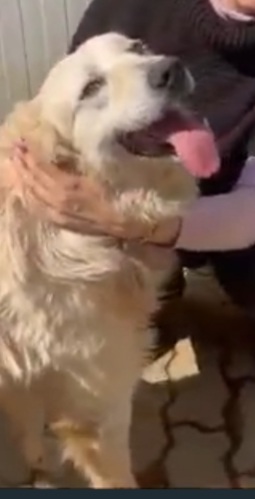 Thor mix Maremmano/Golden 7ANNI ENTRATO A 3MESI IN CANILE.CALABRIA