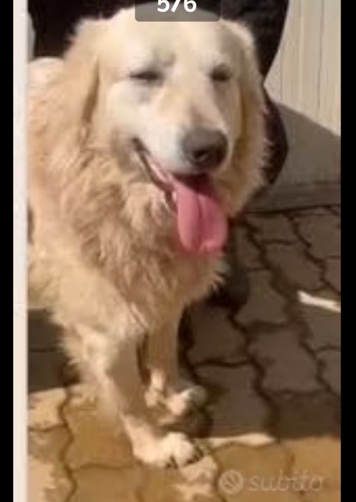Thor mix Maremmano/Golden 7ANNI ENTRATO A 3MESI IN CANILE.CALABRIA - media 4