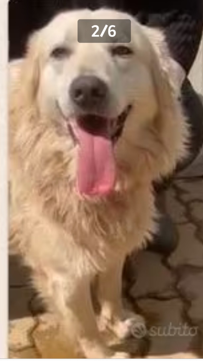 Thor mix Maremmano/Golden 7ANNI ENTRATO A 3MESI IN CANILE.CALABRIA - media 6