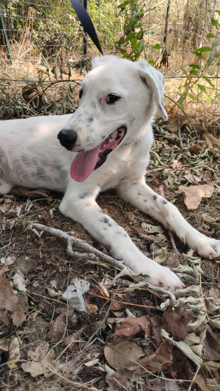 Yoshi dolce cucciolo cerca casa
