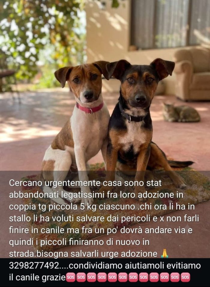 2fratelli 1anno kg5 INSEPARABILI  a fine agosto vanno in strada! URGENTE SOLO SARDEGNA NUORO