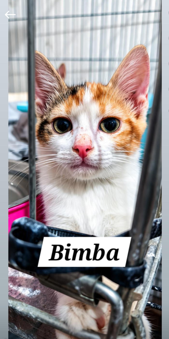 -Bimba la tricolore- cerca casa ❤️