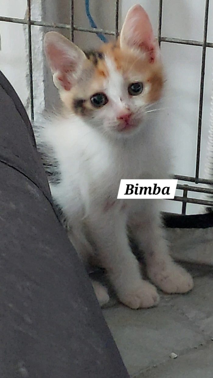 -Bimba la tricolore- cerca casa ❤️