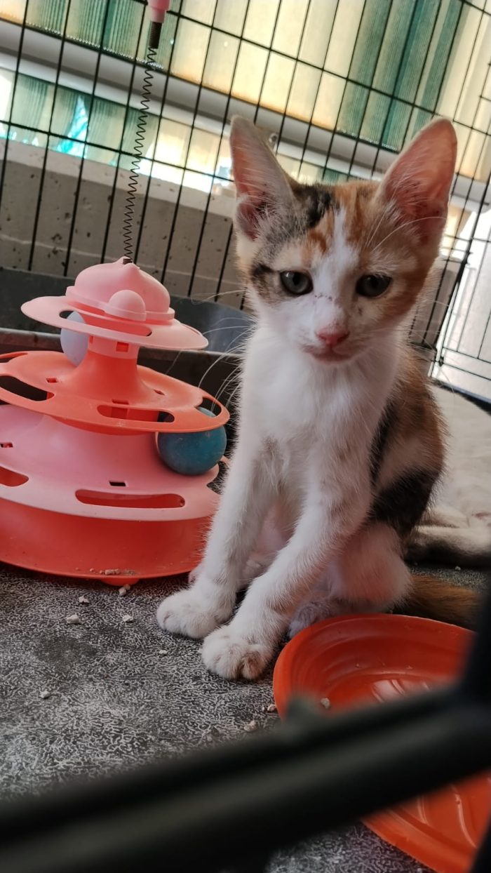 -Bimba la tricolore- cerca casa ❤️
