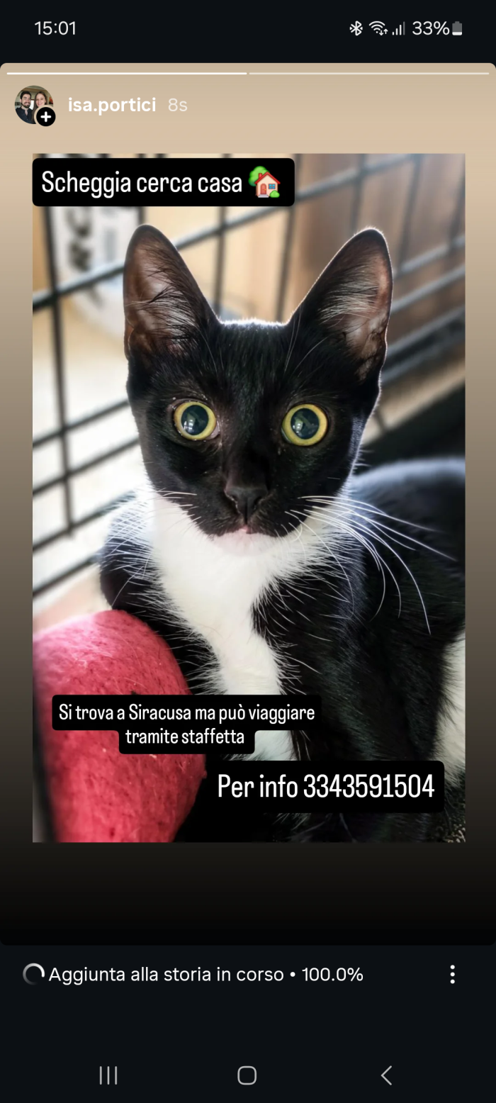 Scheggia cerca casa