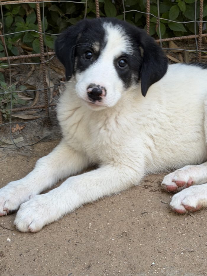 💖🐾 Rosy splendida cucciola taglia media in adozione - media 4