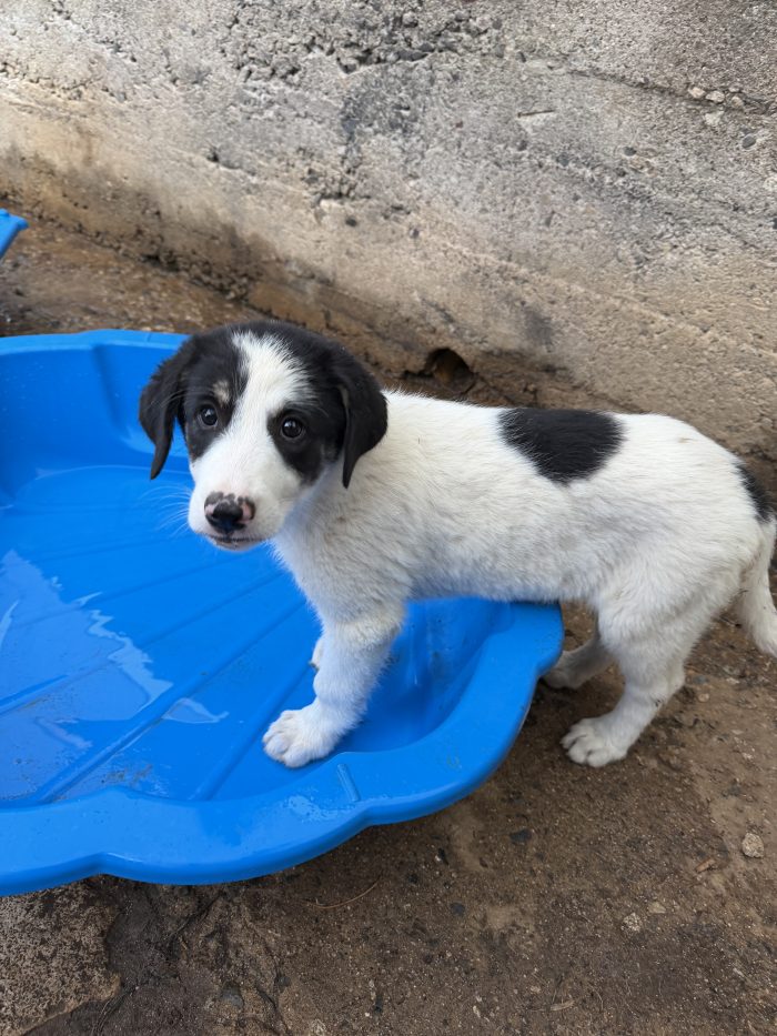 💖🐾 Rosy splendida cucciola taglia media in adozione - media 5