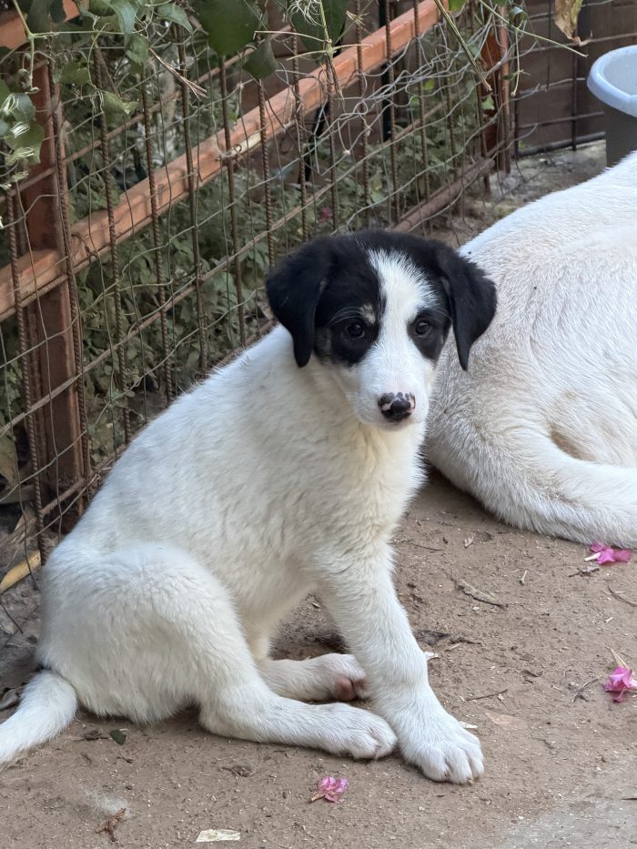 💖🐾 Rosy splendida cucciola taglia media in adozione - media 6