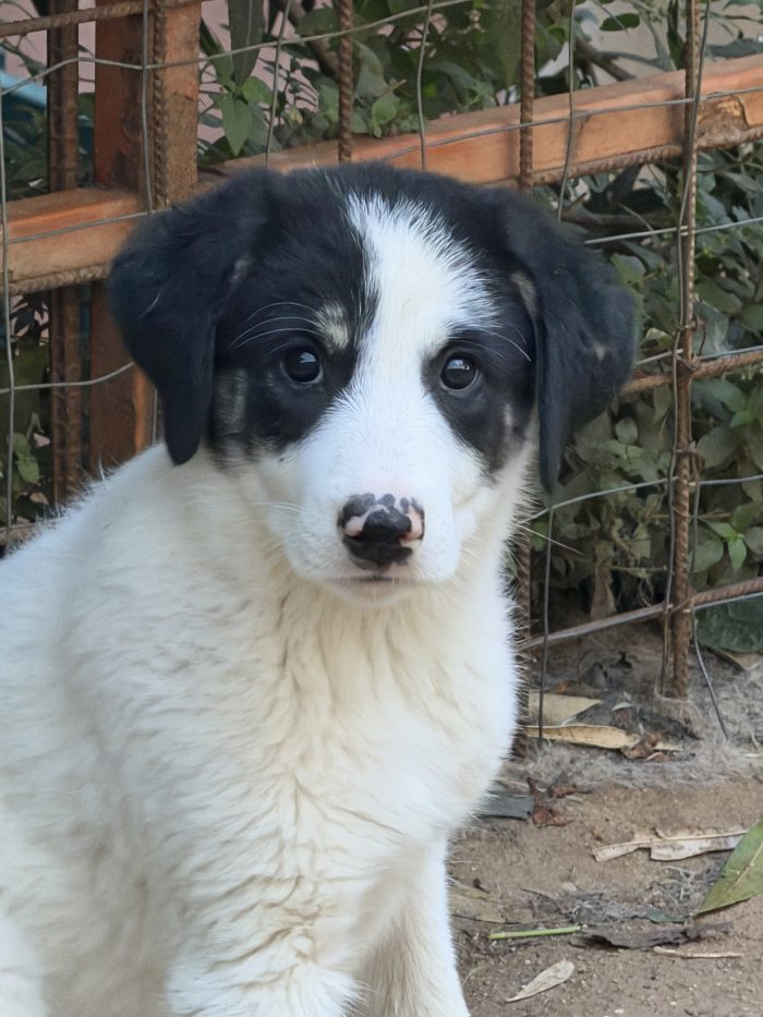 💖🐾 Rosy splendida cucciola taglia media in adozione - media 7
