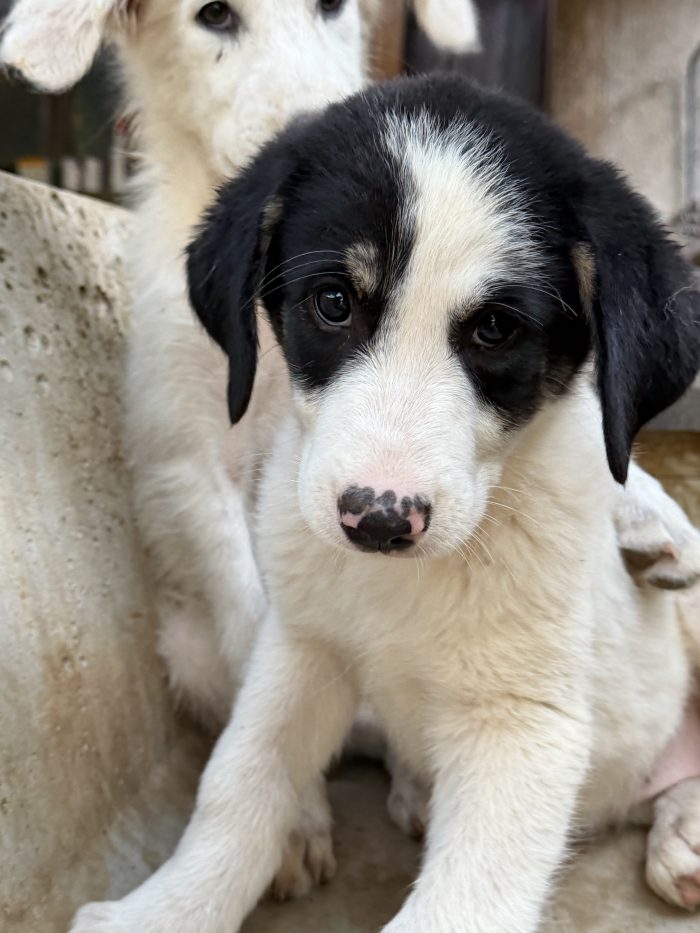 💖🐾 Rosy splendida cucciola taglia media in adozione - media 8