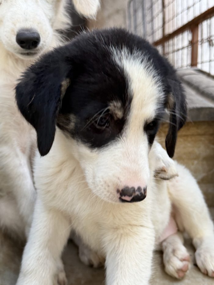 💖🐾 Rosy splendida cucciola taglia media in adozione - media 9