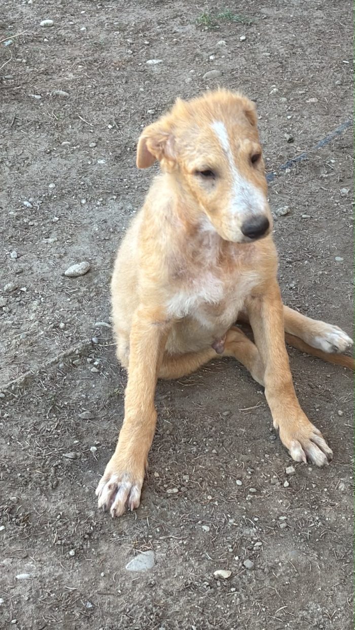 Miele un cucciolo dolcissimo