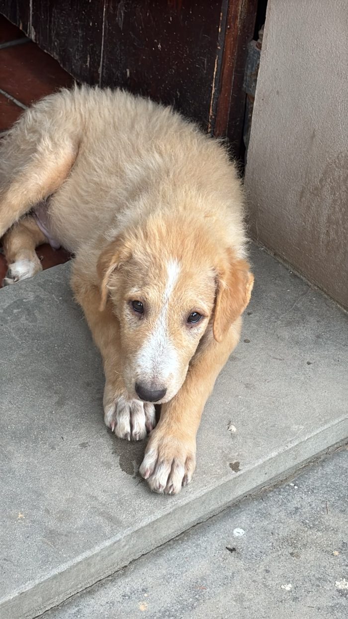 Miele un cucciolo dolcissimo