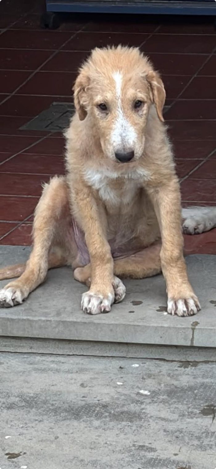 Miele un cucciolo dolcissimo