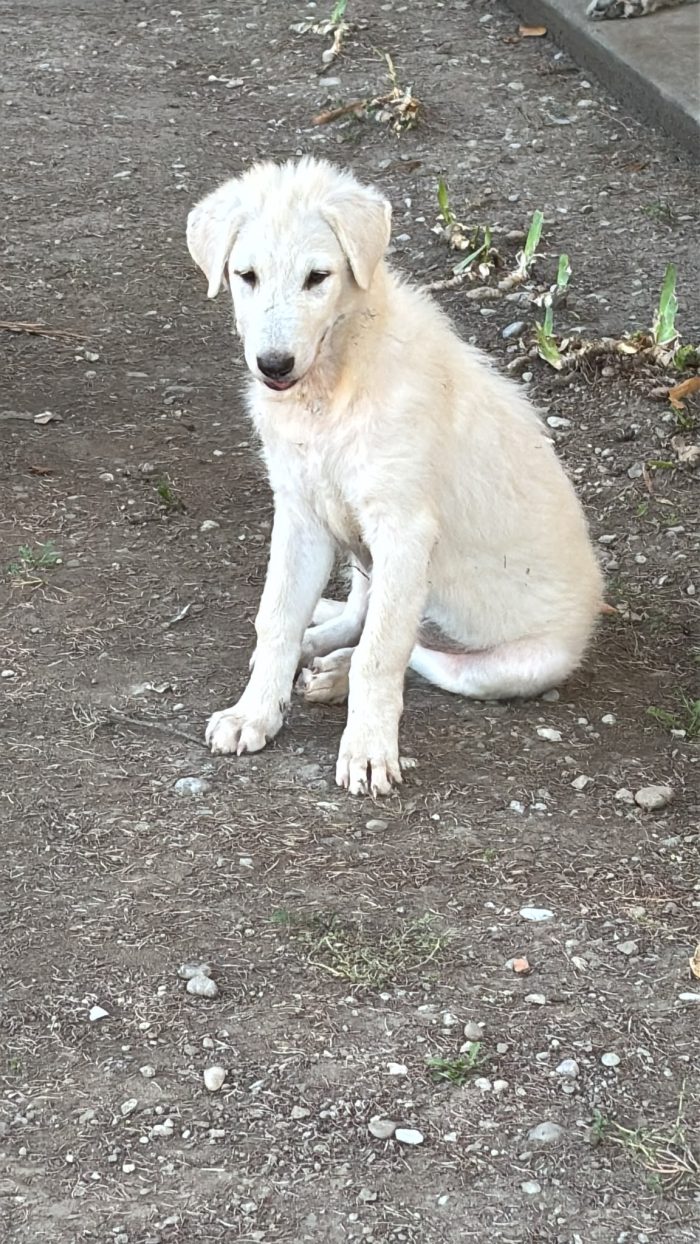 Bianca dolcissima cucciola