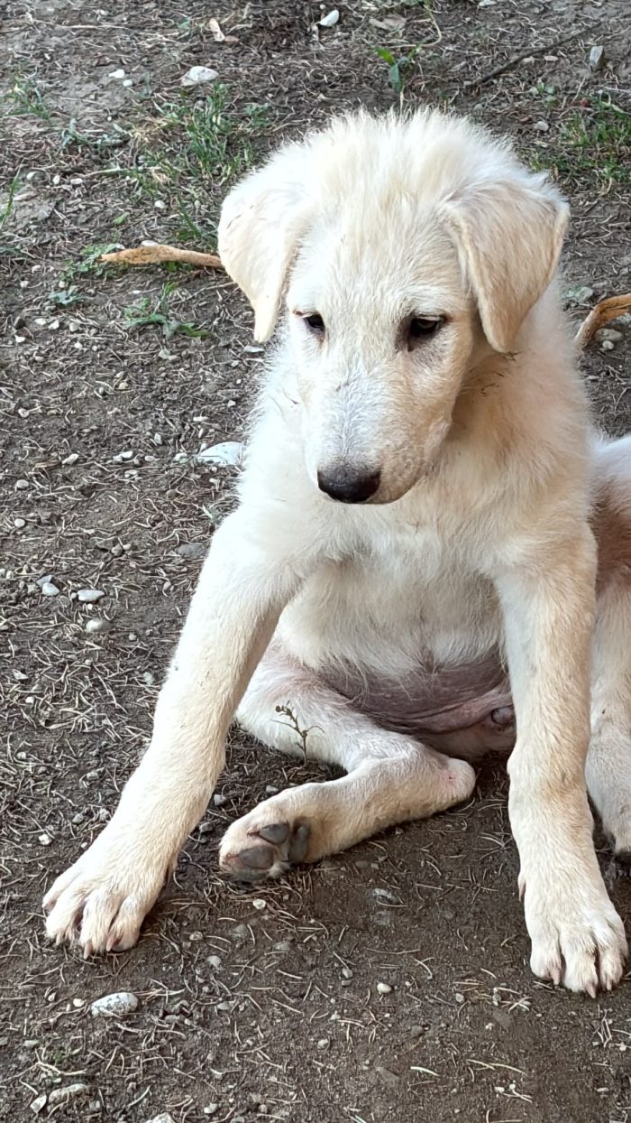 Bianca dolcissima cucciola