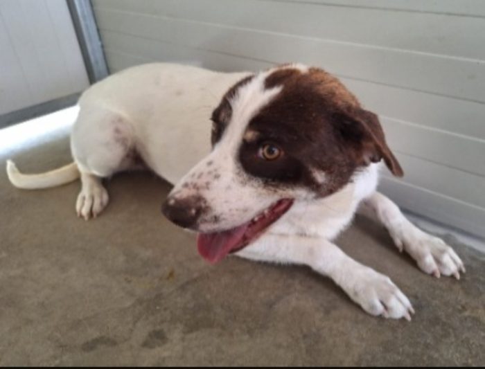 Lillo 3anni mix Segugino entrato cucciolo..nessuno lo ha mai notato! COSENZA
