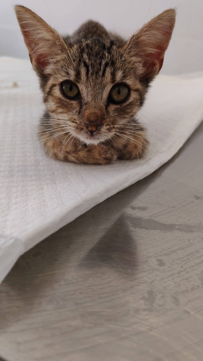 Neanche 3 mesi, piccola e dolce