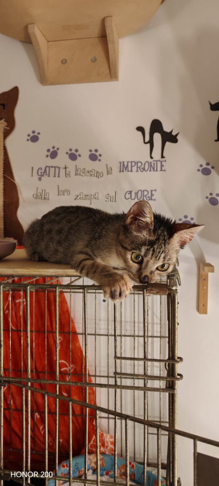 Neanche 3 mesi, piccola e dolce