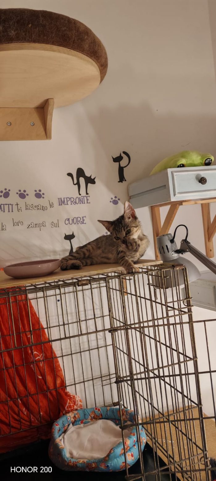 Neanche 3 mesi, piccola e dolce - media 8