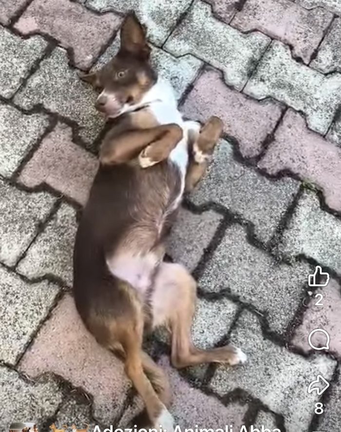 Cico dolcissimo cagnolino taglia piccola