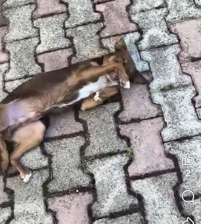 Cico dolcissimo cagnolino taglia piccola