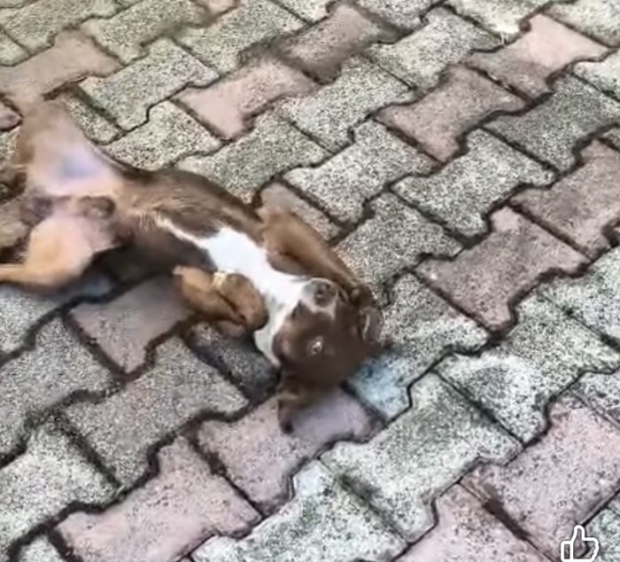 Cico dolcissimo cagnolino taglia piccola