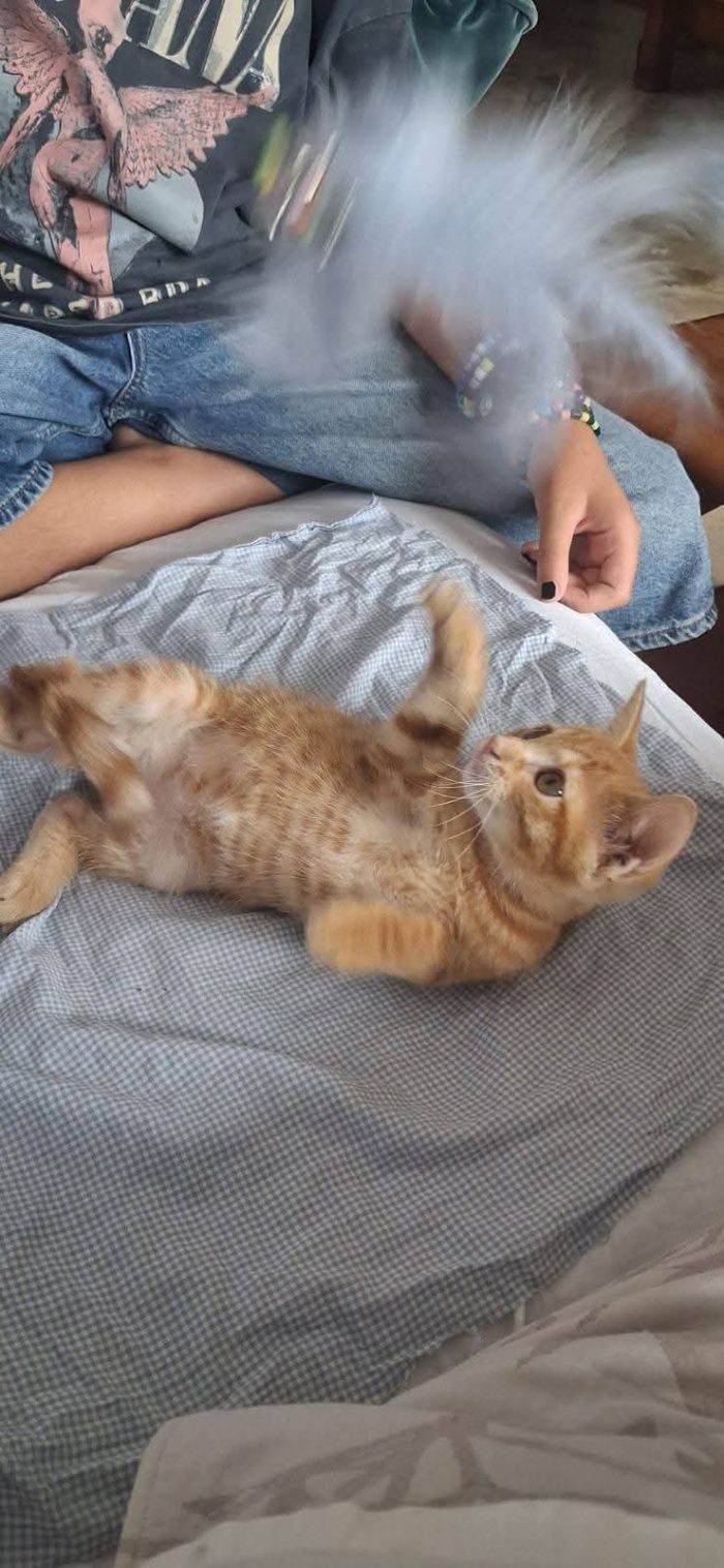 Rossina, piccina, neanche 3 mesi