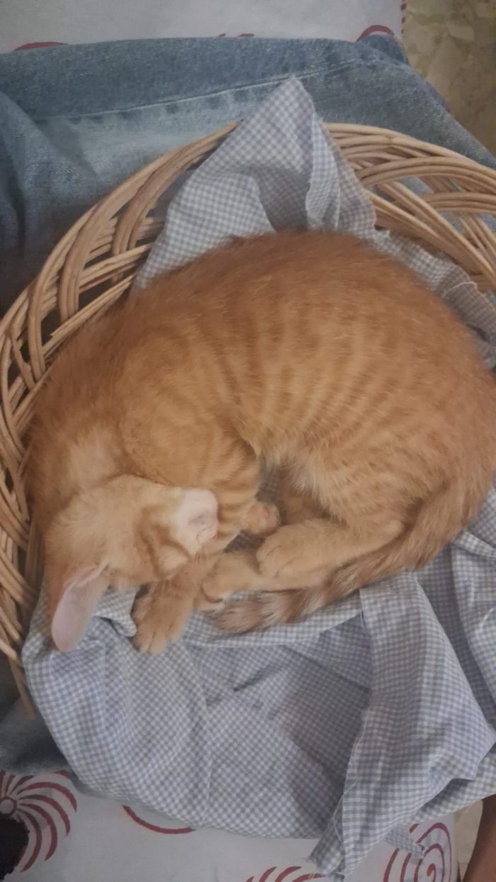 Rossina, piccina, neanche 3 mesi - media 6