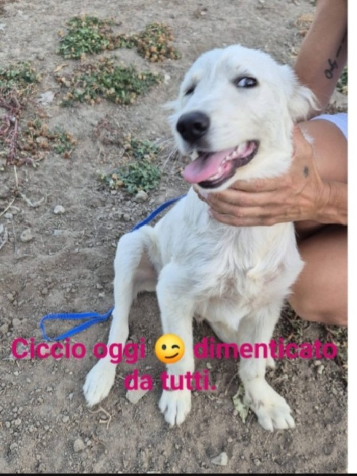 Ciccio 2anni salvato 18mesi fa conciatissimo! CALABRIA