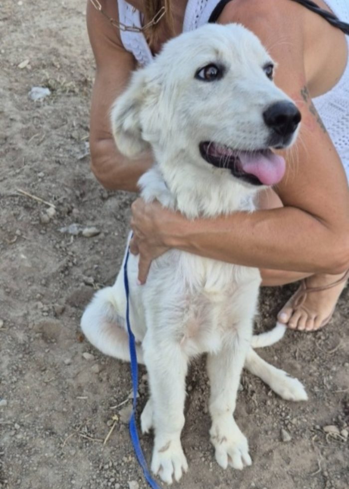 Ciccio 2anni salvato 18mesi fa conciatissimo! CALABRIA