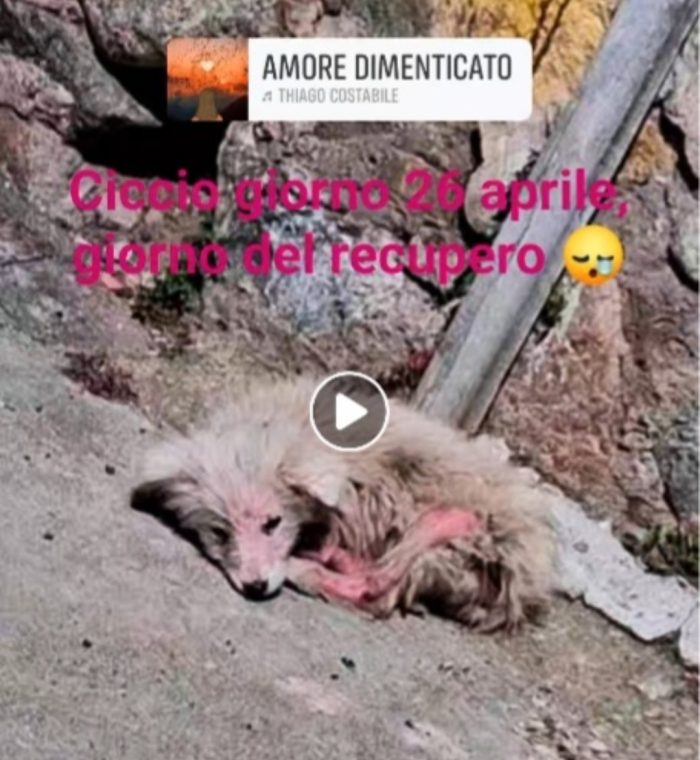 Ciccio 2anni salvato 18mesi fa conciatissimo! CALABRIA