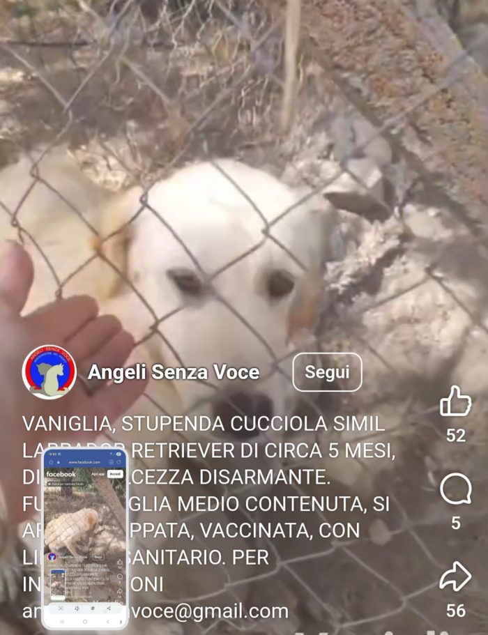 Vaniglia 6mesi mix Retriever IL PASTORE NON LA VUOLE!! VIVE IN RECINTO A PANE SECCO!! SOS CAGLIARI - media 7