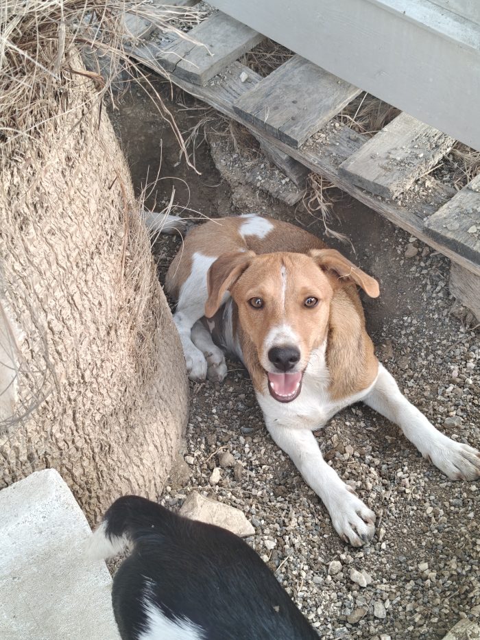 Simba cucciolo dolcissimo