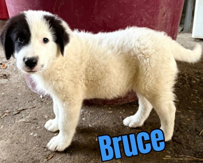 Bruce dolce cucciolotto mix maremmano