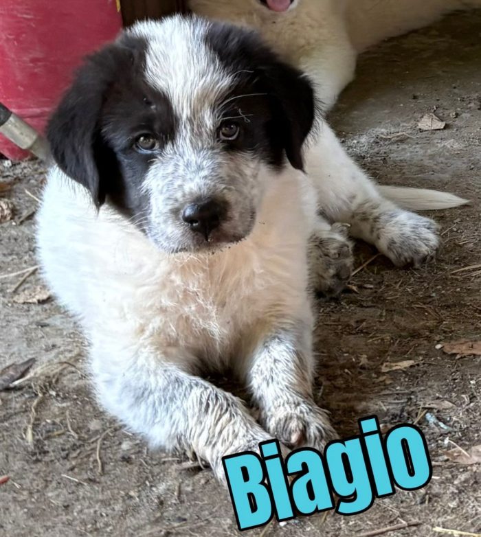 Biagio splendido cucciolotto mix maremmano