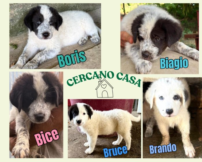 Brando meraviglioso cucciolotto mix maremmano