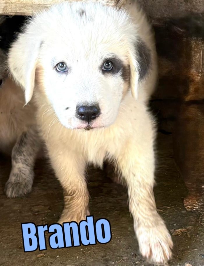 Brando meraviglioso cucciolotto mix maremmano