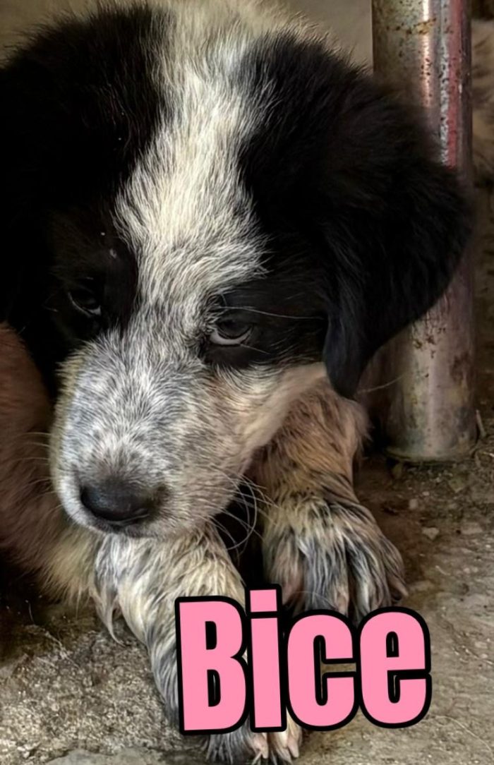 Bice splendida cucciolotta mix maremmano