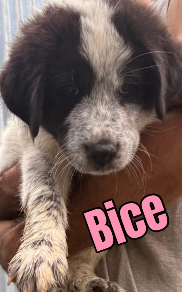 Bice splendida cucciolotta mix maremmano