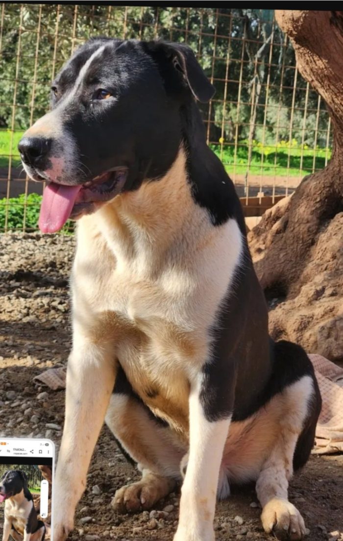 Drago mix Pitbull 14mesi cresce in rifugio COSENZA
