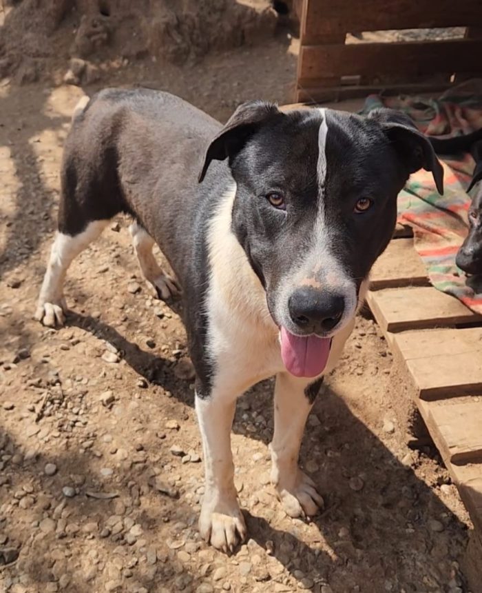Drago mix Pitbull 14mesi cresce in rifugio COSENZA