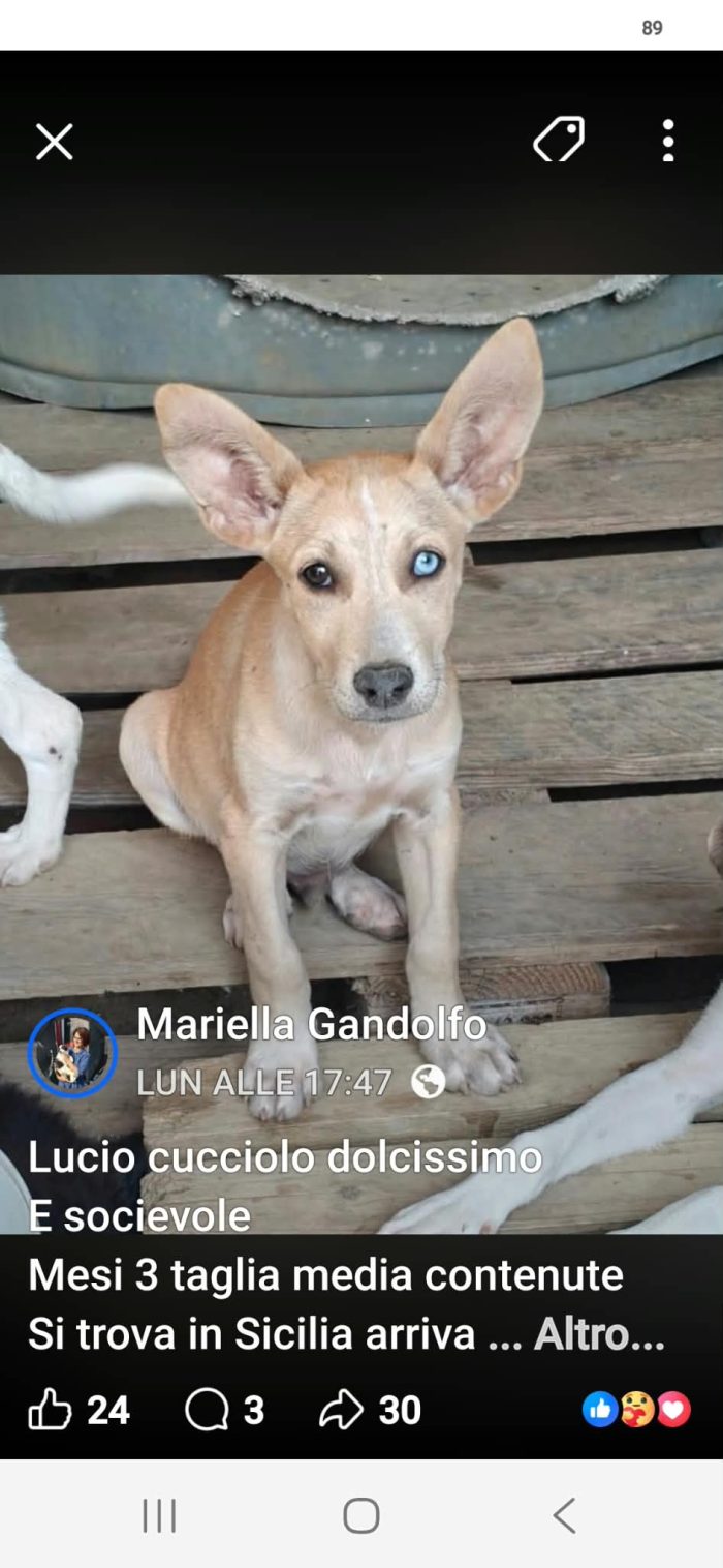 Lucio mesi 3